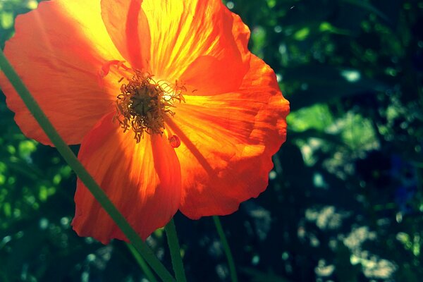 Papavero arancione estivo ai raggi del sole