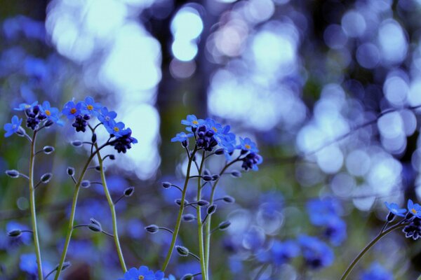 Foto von blauen Vergissmeinnicht auf dem Hintergrund der Blendung