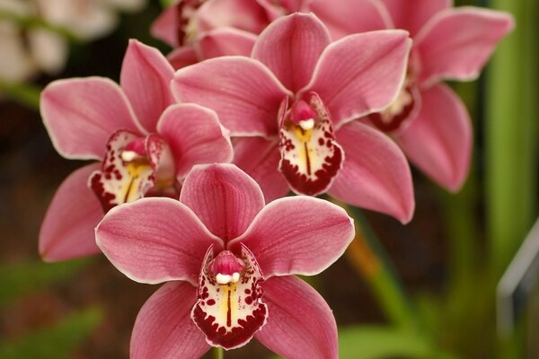 Wiosenna orchidea z różowymi płatkami