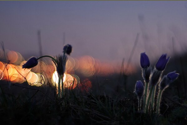 Flowers in nature with the night rush of headlights