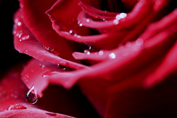 A drop dripping from the petals of a red rova