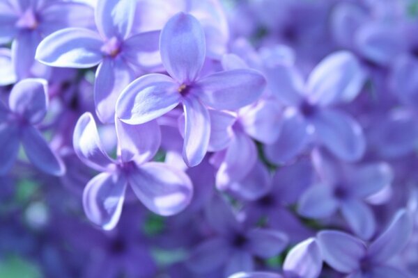 Premier printemps lilas bonjour