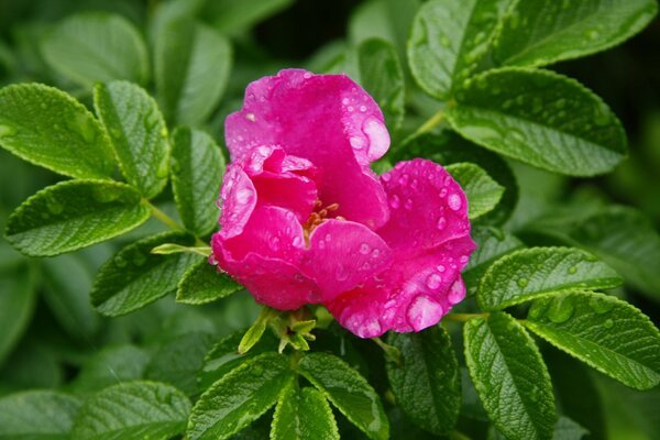 Rosa canina in fiore sotto la pioggia
