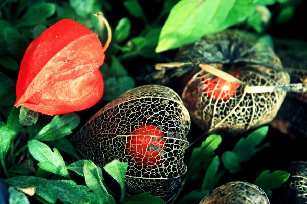 Fleurs physalis dans une boîte