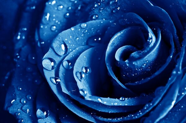 Blue rose with dew drops