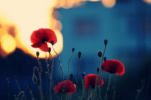 Coquelicots sur fond de ciel du soir