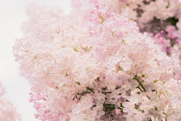 Zarte rosa Fliederblüten Nahaufnahme