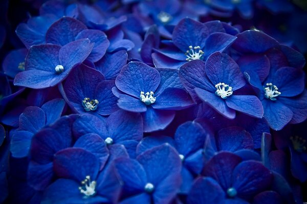 Blu succoso di enormi fiori
