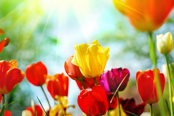 Brotes de tulipanes multicolores en un día de primavera