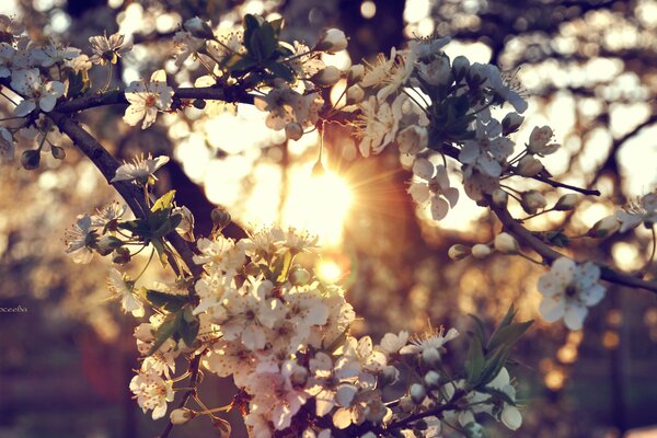 Branche de cerisier en fleurs dans les rayons du coucher du soleil