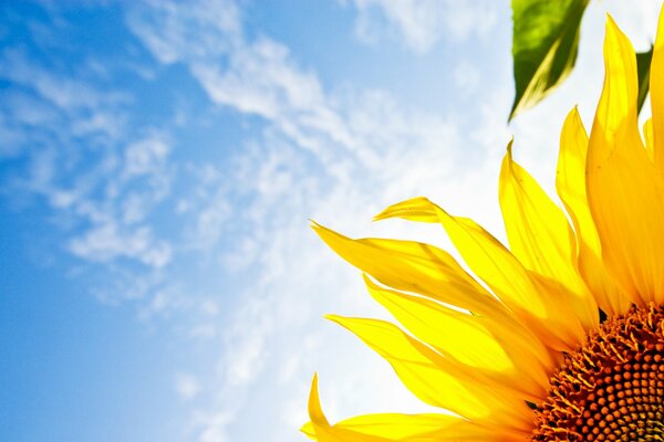 Girasol en el fondo de un cielo azul brillante