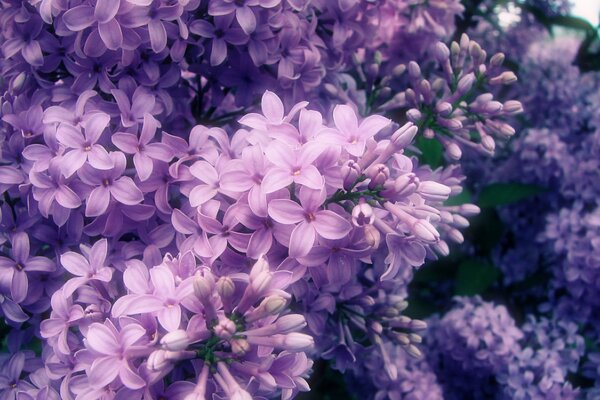 Una lila deslumbrante y brillante floreció en primavera