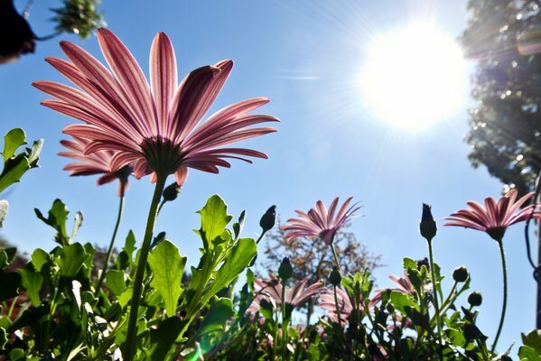 Fiori rosa primaverili al sole