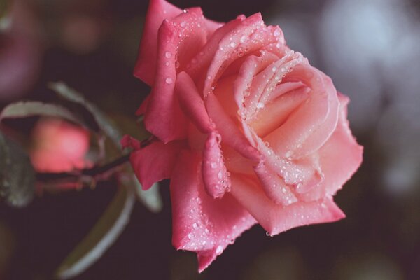 A scarlet rose covered with dew drops