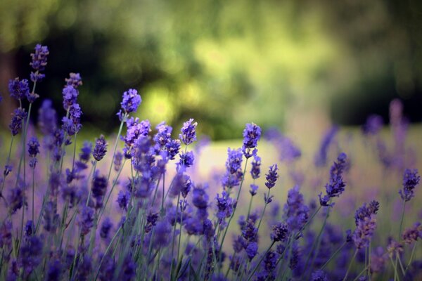 Fiori viola estivi in una radura