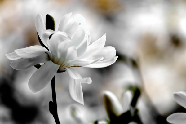 White Magnolia flower macro shooting