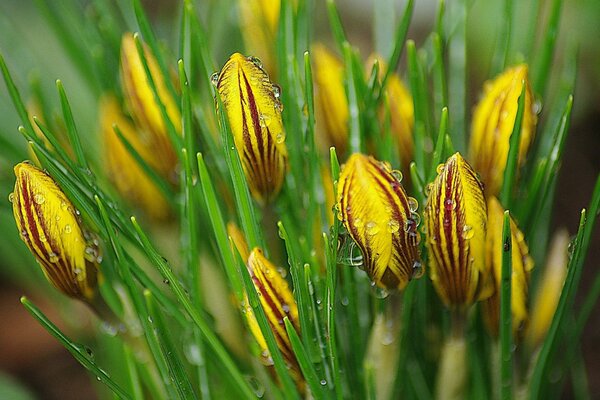 Krokusblütenknospen mit Tautropfen