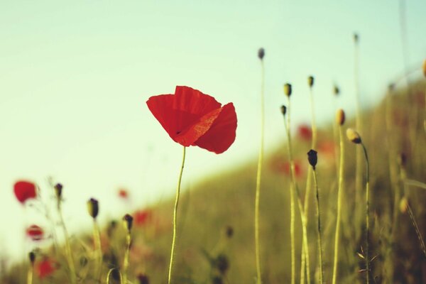 Rote Mohnblume im Feld