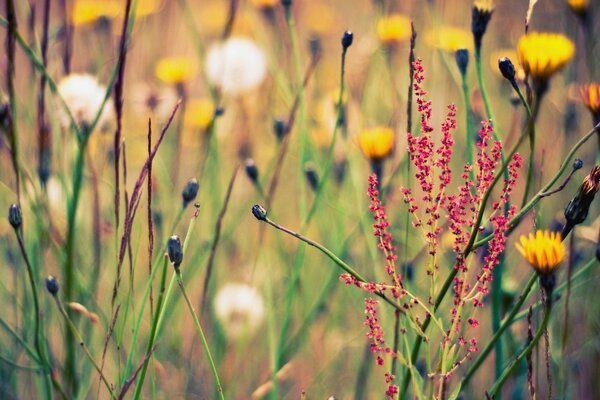 Sommerlichtung mit Blumen und Gras