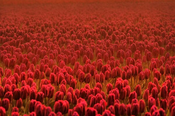 A bright and beautiful field of red tulips