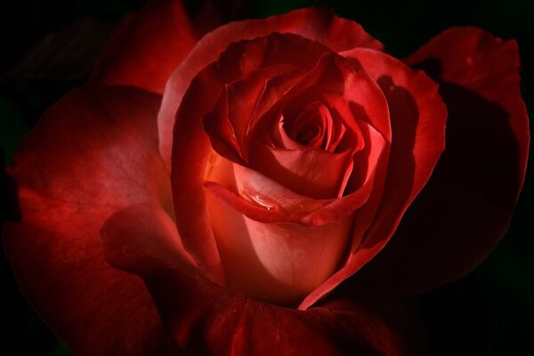 Red rose bud with petals