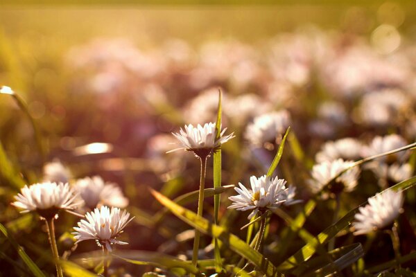 Eine Lichtung aus wunderbaren Gänseblümchen im Morgengrauen