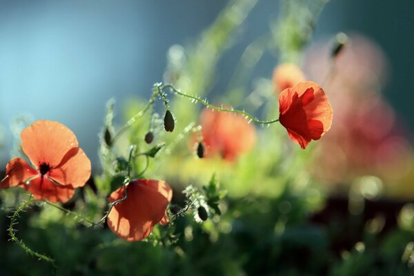 Verts juteux avec des coquelicots au crépuscule