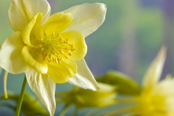 Imagen macro del narciso amarillo de primavera