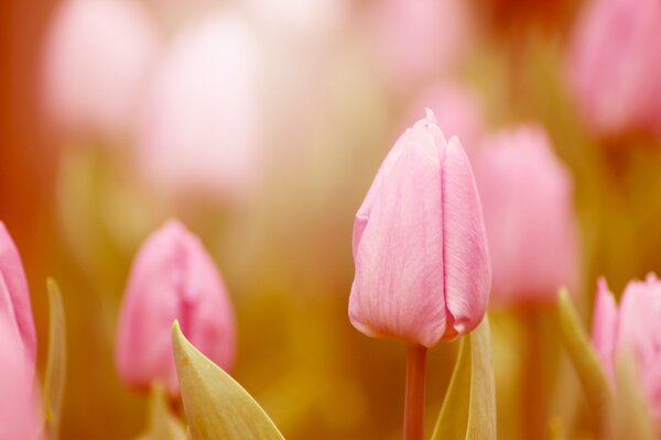 Spring pink tulips on a blurry background