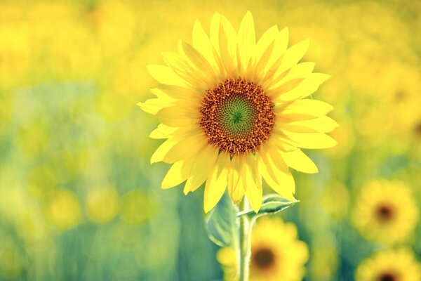 Field of yellow sunflowers in the field