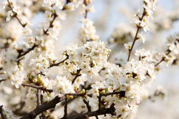 White cherry blossoms in spring