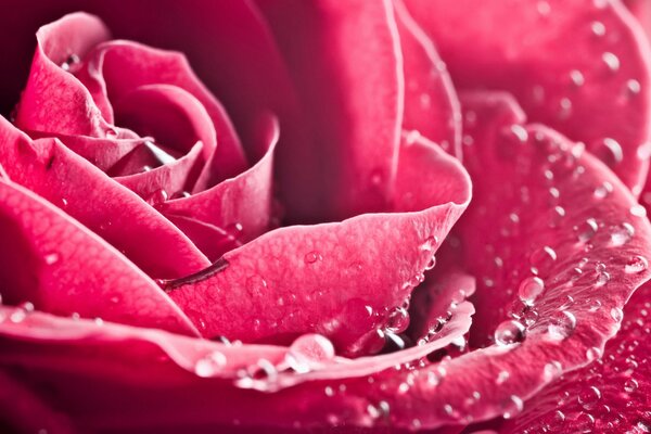 Gouttes de rosée sur les pétales de rose