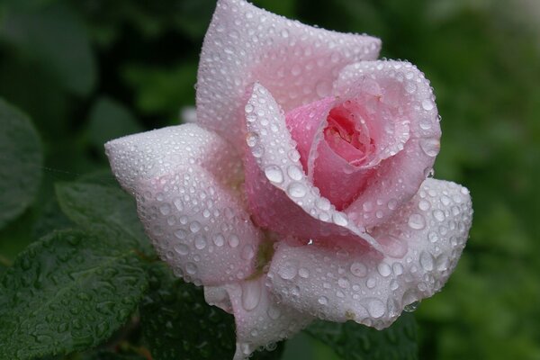 Rosa Blume mit Tautropfen