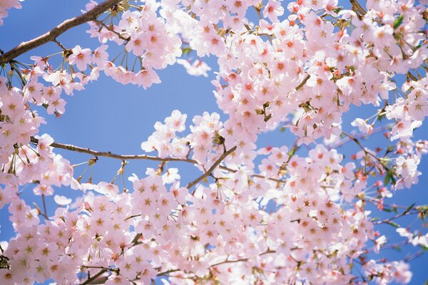 Piękna kwitnąca Sakura w promieniach słońca