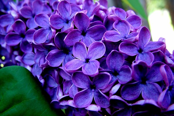 A bright branch of lilac. Lilac macro photography