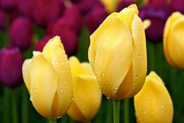 Dawn dew on tulip buds