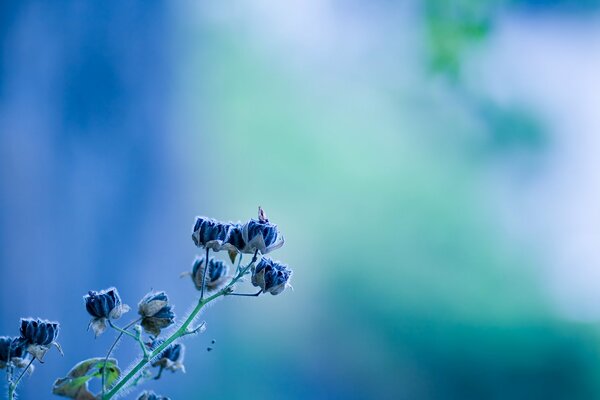 Blaue Blume auf einem blauen Hintergrund mit Türkis