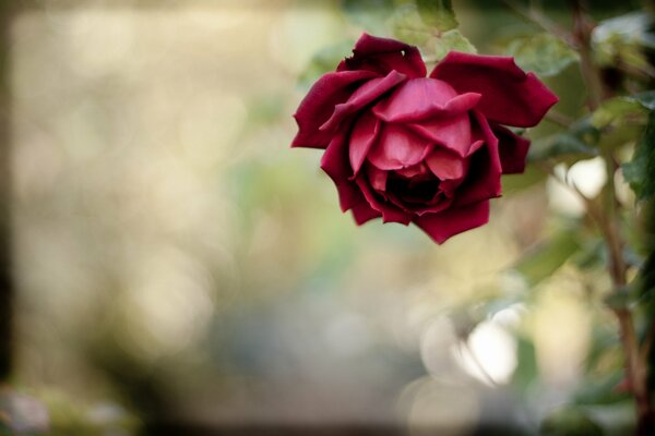 Цветок красной розы на размытом фоне