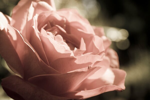 I fiori e il bocciolo di rosa sono eccellenti