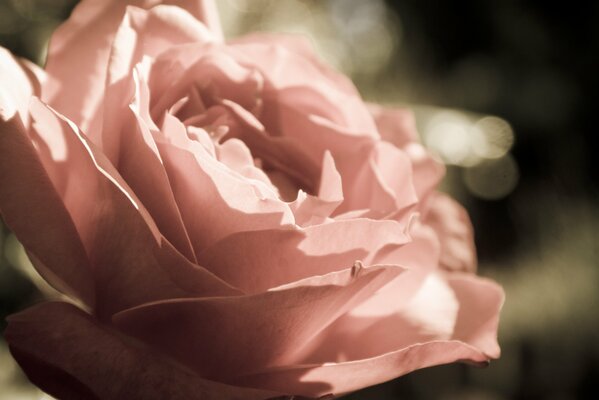 Цветы и бутон роз отличные