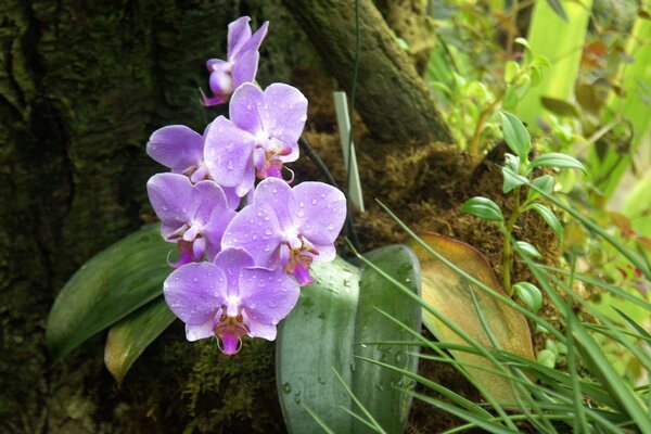 Photo d orchidée lilas dans la forêt avec des gouttes de Rossa