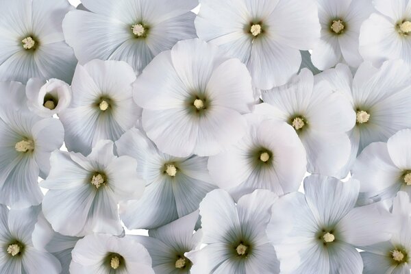 Tapis de fleurs blanches lavatera