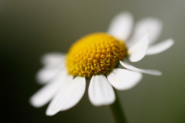 Bianco dei petali della margherita solitaria