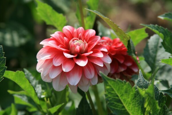 Hermosa flor en un día soleado