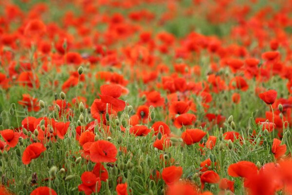 Ein ganzes Feld blühender roter Mohnblumen