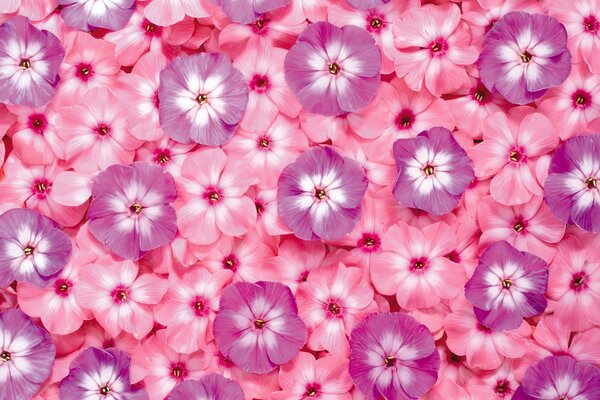 Carpet of multicolored flower petals