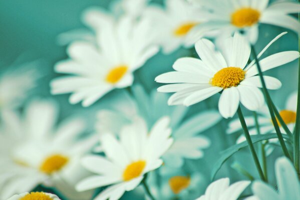 White daisies with petals on a green background