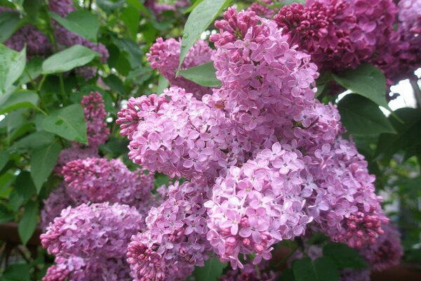 Photo de lilas rose avec des feuilles vertes