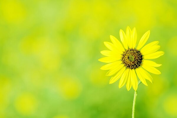 Marguerite jaune sur fond vert