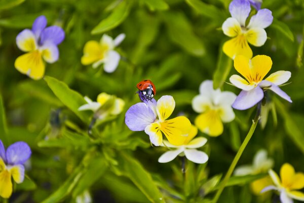 Coccinelle dans les pensées